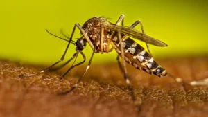 Brasil reporta 15 muertes por dengue en lo que va de 2025