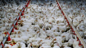China suspende las compras de pollo a Brasil por esta razón