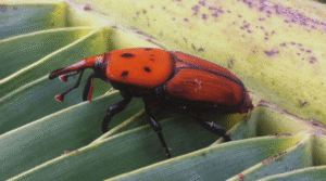 Uruguay declara alerta ambiental por plaga de picudo rojo 