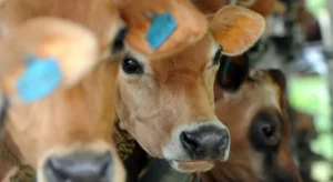 Bolivia es declarada país libre de fiebre aftosa sin vacunación: un hito para la ganadería y las exportaciones
