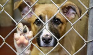 Fiscalía sancionará con cárcel y altas multas a quienes cometan maltrato animal grave