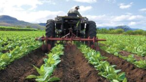 Maduro: Producción agrícola tiene un crecimiento estable anual del 4,5 al 5 %