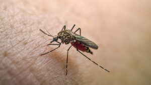 EE.UU. suspende aplicación de vacuna contra la chikungunya por «graves» efectos adversos